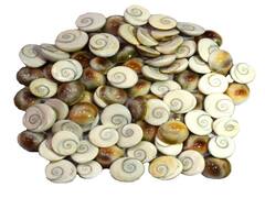 Gomati Chakra Benefits: गोमती चक्र घर के लिए क्यों है जरूरी? फायदे जानकर चौंक जाएंगे आप