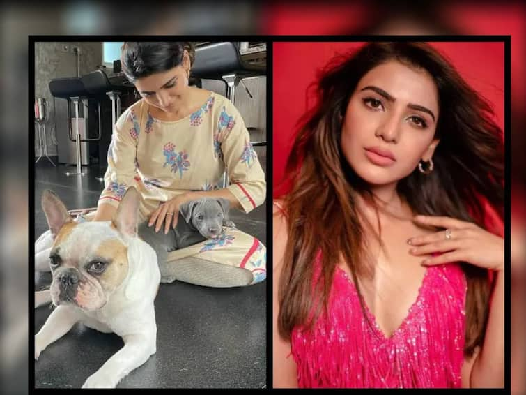 Samantha Ruth Prabhu give an epic reply to troller who try to troll her on social media Samantha Ruth Prabhu : ट्रोलर म्हणाला ‘ती तिच्या कुत्र्या-मांजरासोबत एकटीच मरेल’, सडतोड उत्तर देत समंथा म्हणते...