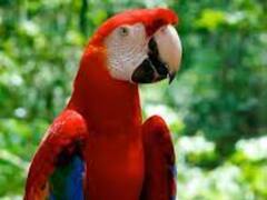 Watch: तोता करता है अपनी मम्मी से बात, अजब गजब है इस तोते का अंदाज, देखें