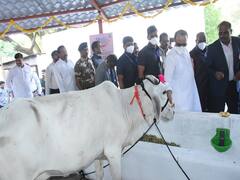 Ajit Pawar: देशी गाय संशोधन केंद्राच्या माध्यमातून गोवंश संवर्धनाचं काम व्हावं : अजित पवार