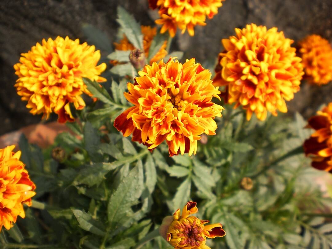 Know about Mosquito Controlling Plantt at home here is the list Mosquito Controlling Plants: ઘરમાં લગાવો આ છોડ, મચ્છરો રહેશે તમારાથી દૂર