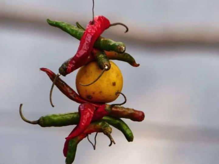 Do you know the scientific reason behind hanging lemon chilli on entrance Find out வாசலில் எலுமிச்சை மிளகாய் கட்டுவது ஏன் தெரியுமா? அறிவியல் காரணம் இதுதான்!!