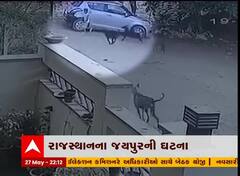 રાજસ્થાનમાં 6 શ્વાને બાળક પર કર્યો હુમલો