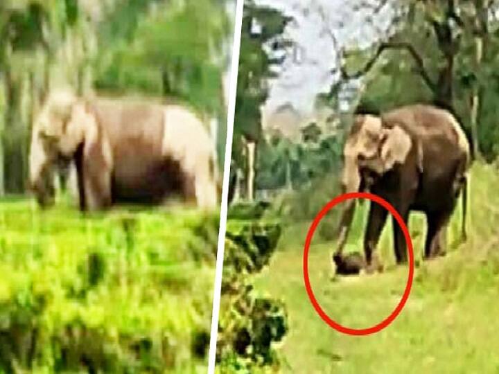 West Bengal Carrying dead calf, elephant herd meanders through Trunk Watch Video:  'நான்தான் நீ ..வேறில்லை.!' உயிரிழந்த குட்டியை அணைத்து தூக்கிச்சென்ற தாய் யானை! நெகிழ்ச்சி வீடியோ!