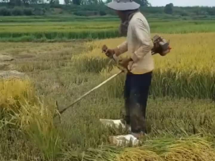 cutting the rice crop super fast video viral Watch: आसानी से कट जाएगी धान की फसल, वीडियो में देखें फसल काटने की अनोखी मशीन