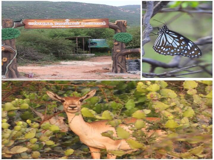 Quarries around the sanctuary to reduce the movement of deer - Forest Officer விரிவடையும் கல்குவாரிகள்; குறையும் வல்லநாடு சரணாலயத்தின் பரப்பளவு - வன அலுவலர் வேதனை