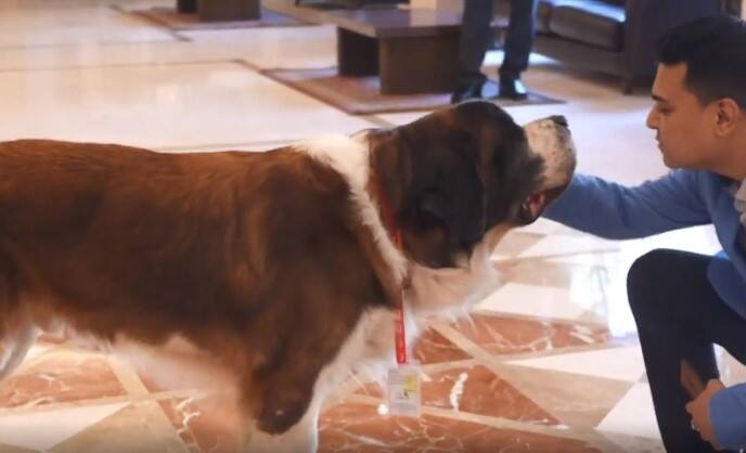 dog works in 5 star hotel in Bangalore gets salary too viral marathi news Viral Video : कुत्र्याला मिळाली 5 स्टार हॉटेलमध्ये नोकरी, आहे इतका पगार