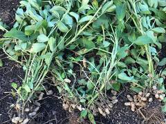 Peanut Farming: किसानों के लिए काम की खबर, मूंगफली की फसल को गलकट से बचाने के लिए करें ये काम