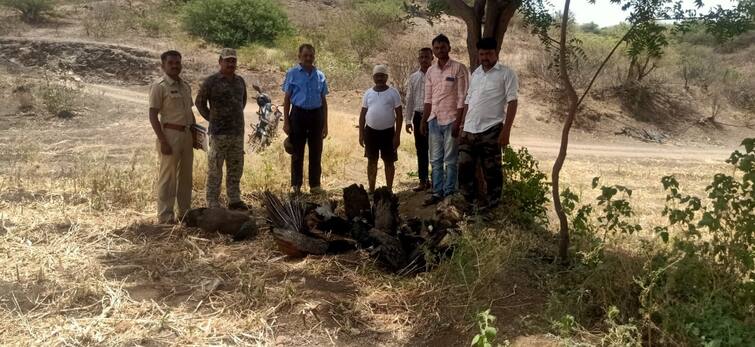 maharashtra news Ten peacocks die due to poisoning in Nashik Nashik Peacock Death : नाशिकमध्ये एक, दोन नव्हे तर तब्बल १० मोर मृतावस्थेत आढळले, वनविभागात खळबळ