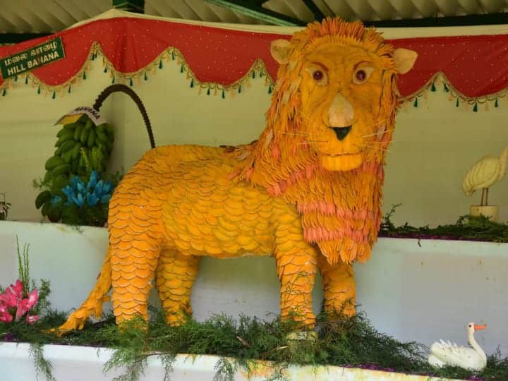 சிங்கத்தைப் போல் வடிவமைக்கப்பட்டுள்ள பூக்கள்.