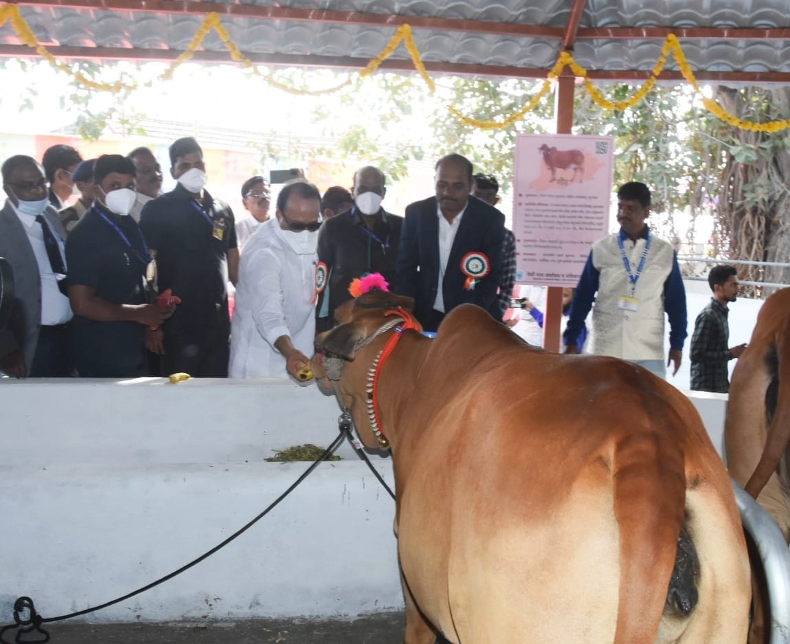 Ajit Pawar: देशी गाय संशोधन केंद्राच्या माध्यमातून गोवंश संवर्धनाचं काम व्हावं : अजित पवार