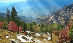 In Pics: उत्तराखंड के फेवरेट हनीमून डेस्टिनेशन में एक है कौसानी, चीड़ के जंगल और सन सेट का नजारा कर देगा मदहोश