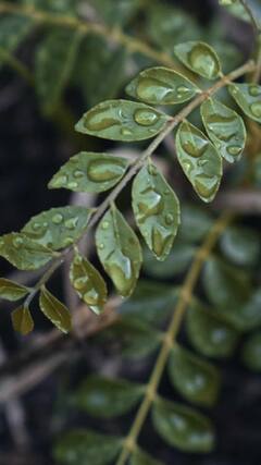 Health Tips : केसांच्या आरोग्यापासून ते वजन कमी करण्यापर्यंत जाणून घ्या कढीपत्त्याचे फायदे