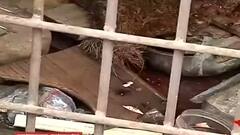 South 24 Pargana: ডায়মন্ডহারবারে একটি বাড়িতে বিস্ফোরণ, মৃত্যু হয়েছে গৃহকর্তার। Bangla News