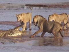 Crocodile vs Lions: వీడియో - ఒక మొసలి, మూడు సింహాలు - వామ్మో, ఫైట్ మామూలుగా లేదు!