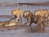 Crocodile vs Lions: వీడియో - ఒక మొసలి, మూడు సింహాలు - వామ్మో, ఫైట్ మామూలుగా లేదు!