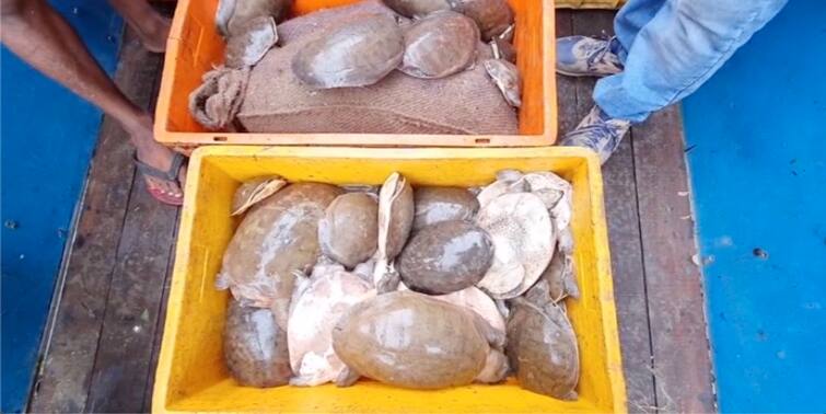 North 24 Parganas News: rare tortoise rescued from basirhat, know in details North 24 Parganas News: লক্ষাধিক টাকার বিরল প্রজাতির কচ্ছপ উদ্ধার, গ্রেফতার ২ পাচারকারী