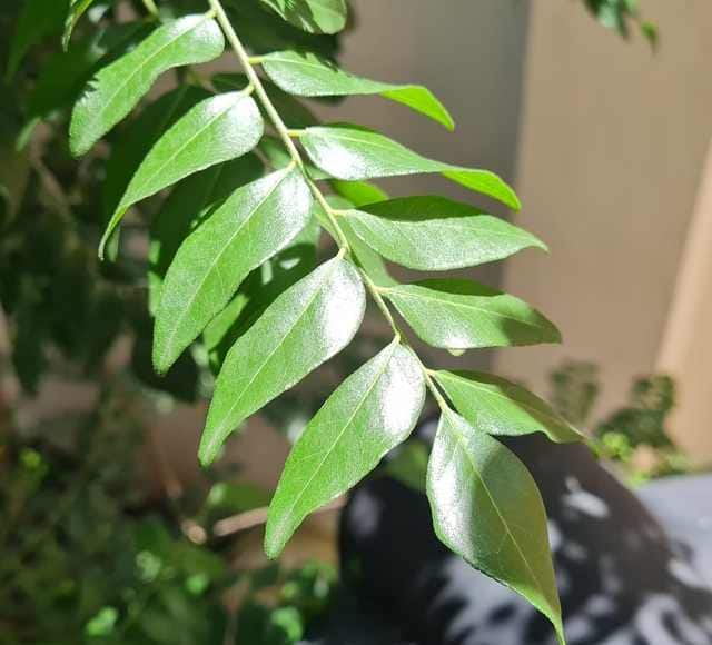 Sweet neem leaf  effective in weight loss Curry leaf: વેઇટ લોસમાં કારગર છે મીઠા લીમડાના પાનનું જ્યુસ, આ રીતે બનાવી કરો સેવન