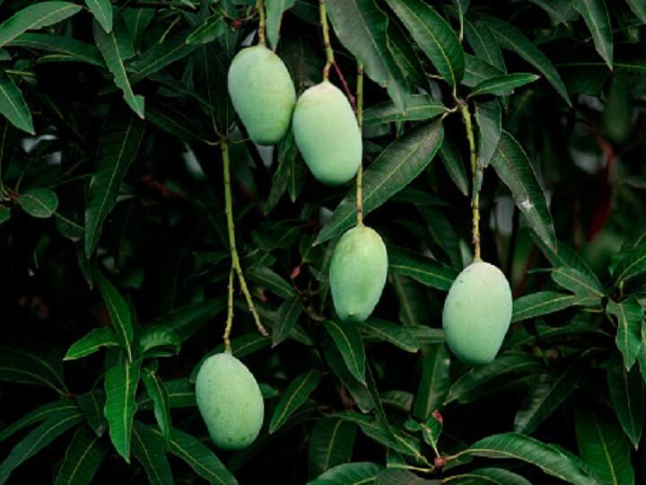 Mango Production Goes Down By 70 Pc In UP, Growers Blame Adverse Weather Mango Production Goes Down By 70 Pc In UP, Growers Blame Adverse Weather