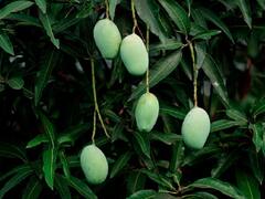 Mango Production Goes Down By 70 Pc In UP, Growers Blame Adverse Weather