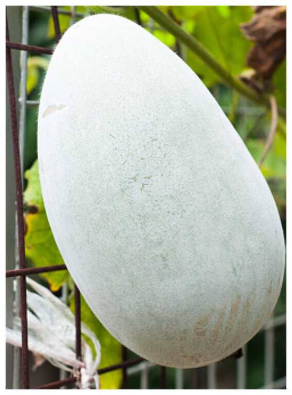 शरीर की इन समस्याओं को दूर करे पेठा का जूस