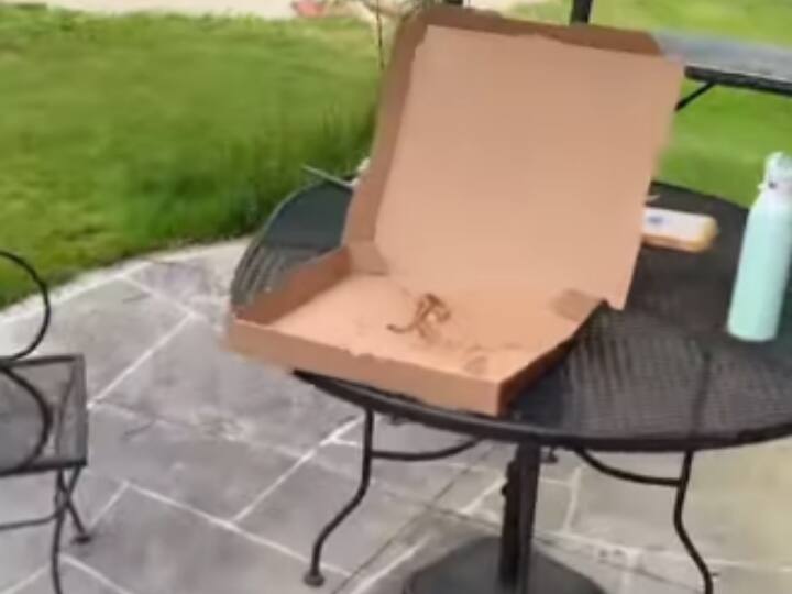 bird flies with pizza in sky See Viral Video Watch: पिज्जा लेकर फुर्र हो गई चिड़िया, वायरल वीडियो देखा क्या