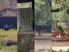 Delhi Zoo: भीषण गर्मी से बेहाल जंगल के 'राजा' के लिए बाड़े में लगा वॉटर कूलर, भालू के लिए हुआ ये इंतजाम