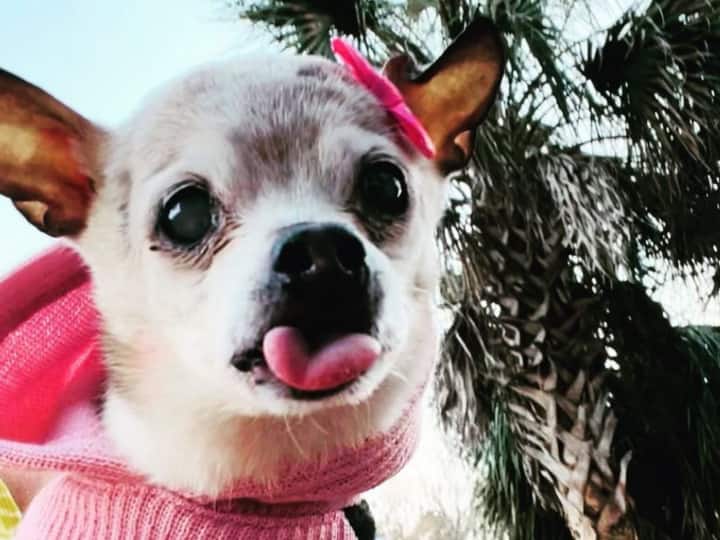 pebbles is a 22 years old dog registered in guinness book of world record Trending Post: क्या कभी देखा है आपने 22 साल का कुत्ता, मिलिए दुनिया के सबसे old कुत्ते से