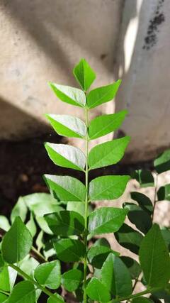 Health Tips : केसांच्या आरोग्यापासून ते वजन कमी करण्यापर्यंत जाणून घ्या कढीपत्त्याचे फायदे