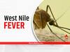 EXPLAINED | What Is West Nile Fever? All About The Disease That Claimed A Life In Kerala