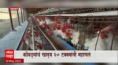 Special Report : उत्तर महाराष्ट्रातील पोल्ट्री व्यावसायिक अडचणीत, खाद्याचा खर्च २० टक्क्यांनी वाढला