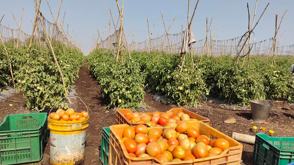 Tomato Price : टोमॅटोची स्पर्धा पेट्रोल-डिझेलच्या दरासोबत, शेतकऱ्यांना दिलासा, ग्राहकांना चटका