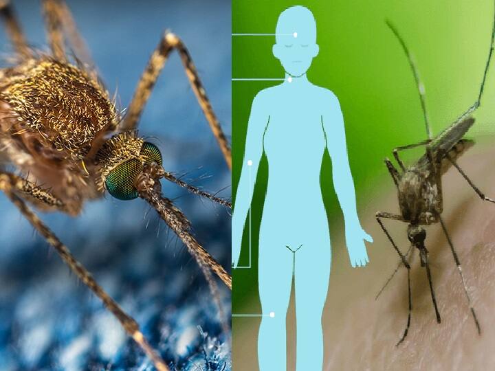 West Nile fever: Health dept sounds alert in Kerala, urges public to eliminate mosquitoes West Nile fever: அய்யோ..கேரளாவில் புது வைரஸ்! ஒருவர் உயிரிழப்பு - கொசு ஒழிப்பில் இறங்கிய கடவுளின் தேசம்!