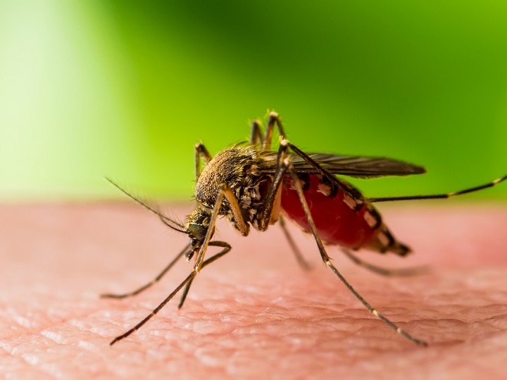 West Nile fever: அய்யோ..கேரளாவில் புது வைரஸ்! ஒருவர் உயிரிழப்பு - கொசு ஒழிப்பில் இறங்கிய கடவுளின் தேசம்!