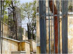 Sandalwood Smuggling: राजस्थान में चंदन की तस्करी रोकने के लिए पुलिस ने उठाया ये कदम, जेल की सलाखों जैसे लगाए ट्री गार्ड