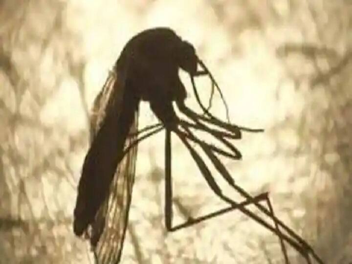 West Nile Virus: அச்சுறுத்தும் வெஸ்ட் நைல் வைரஸ். அறிகுறிகள் என்ன? தடுப்பது எப்படி? தெரிந்துகொள்ளலாம்.