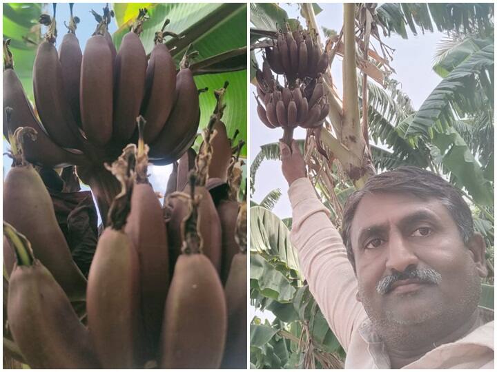 maharashtra News Aurangabad farmer success story Farmer Success Story: अरेव्वा! चक्क 30 रुपयाला एक केळी, लाल केळी कधी खाल्ली आहेत का?