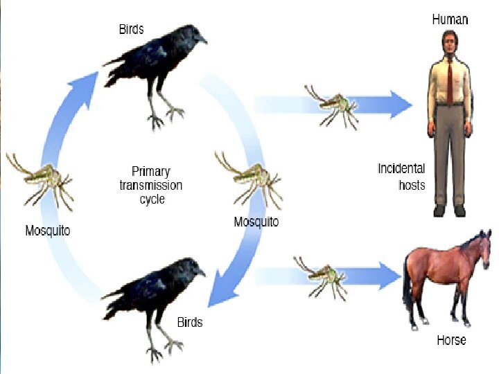 West Nile fever: அய்யோ..கேரளாவில் புது வைரஸ்! ஒருவர் உயிரிழப்பு - கொசு ஒழிப்பில் இறங்கிய கடவுளின் தேசம்!