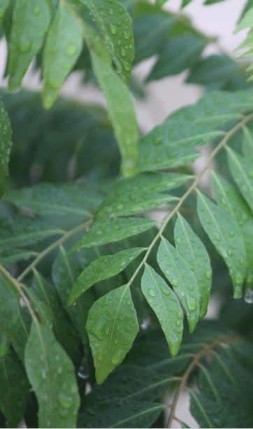 দারুণ উপকার কারি পাতায়