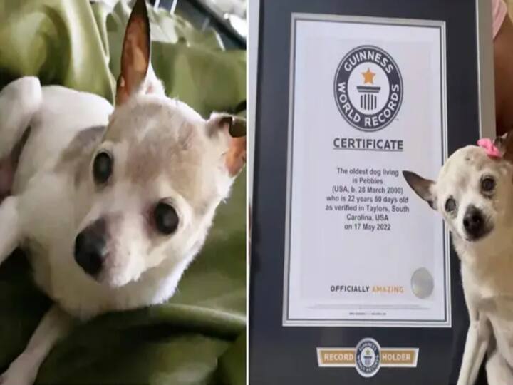 22-year-old Toy Fox Terrier ‘Pebbles’, the world’s ‘oldest dog living’ Guinness World Records Oldest Living Dog Pebbles : உலகிலேயே மூத்த நாய்.. கின்னஸ் புத்தகத்தில் இடம்பெற்றது க்யூட்டான பெப்பிள்ஸ்..