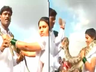 Viral video: திருமணத்தில் பாம்பு மாலை மாற்றி பகீர் கிளப்பிய மணமக்கள்! - வைரல் வீடியோ