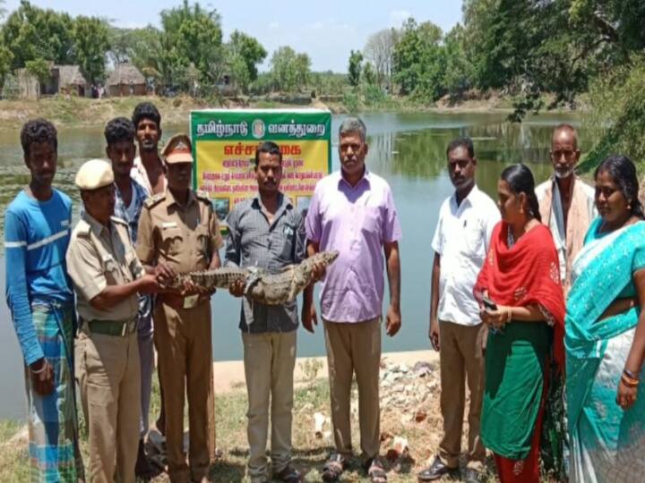 Mayiladuthurai Foresters Catched Crocodile after 18 days of struggle ஆட்டம் காட்டிய குட்டி முதலை: 18 நாட்கள் போராட்டத்துக்குப் பின் பிடித்த வனத்துறையினர்