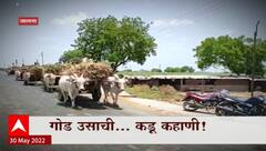 Jalna Sugarcane Special Report : गोड ऊसाची... कडू कहाणी! 3 लाख मेट्रिक टन उसाचं गाळप बाकी