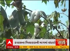 કપાસના બિયારણની માગમાં વધારો