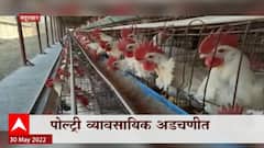 Nandurbar Poultry Special Report : पोल्ट्री व्यावसायिक अडचणीत! कोंबड्यांचं खाणं महागलं