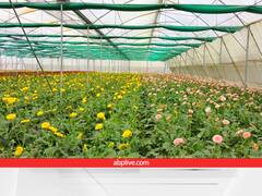 पॉलीहाउस में सब्जी उगाकर मालामाल होंगे किसान, सरकार उठाएगी 65% तक का खर्च