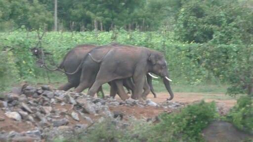 3 elephants come in search of food near Karimangalam and enter the sugarcane field - 10 tons of sugarcane wasted தர்மபுரி : உணவு தேடி கரும்பு தோட்டத்தில் புகுந்த 3 யானைகள்.. வீணான 10 டன் கரும்பு.. களேபரமான பயிர் வயல்..