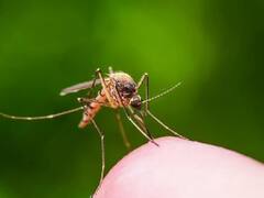 West Nile Virus : 'वेस्ट नाईल' तापामुळे केरळमध्ये 47 वर्षीय व्यक्तीचा मृत्यू; काय आहे हा आजार जाणून घ्या लक्षणं