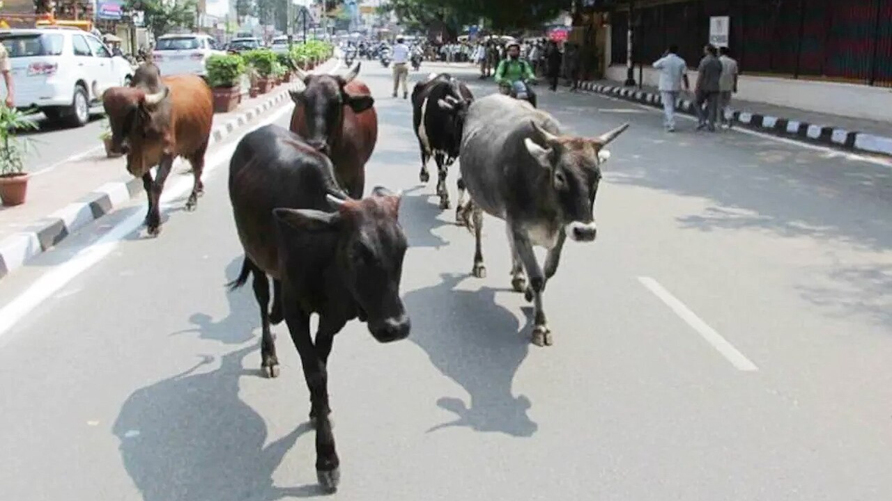 வேலையின்மையை போக்க மாடு மேய்க்கும் வேலை.. மாதம் ரூ. 5000 சம்பளம்.. உத்தரகாண்ட் அரசு அதிரடி..