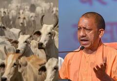 பசுவின் சாணத்தில் லஷ்மியும், சிறுநீரில் கங்காவும் வாழ்கின்றனர்: உ.பி அமைச்சர் சொன்னது என்ன?